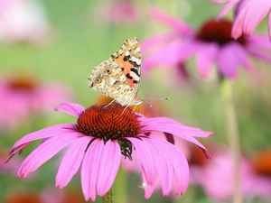 butterfly, Colourfull Flowers, echinacea, Painted Lady