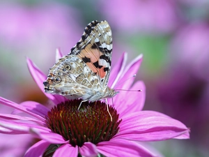 Painted Lady, Colourfull Flowers, echinacea, butterfly