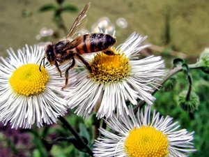 Erigeron, bee