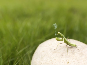 European Mantis, Cigarette