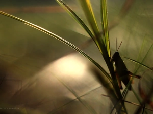 blades, evening, grasshopper, cricket, grasshopper
