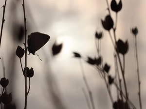 evening, butterfly, Plants