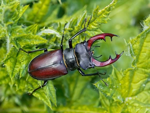 plant, Leaf, deer fawn, rapprochement, cockchafer