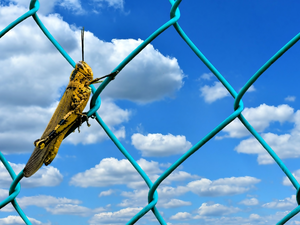 grasshopper, Sky, clouds, fence