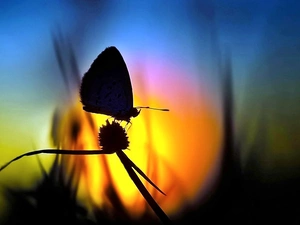 blur, ligh, shadow, sun, luminosity, moth, Meadow, flash