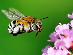flight, bee, Flower