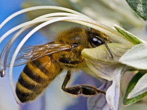 floral, bee, cup