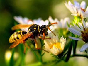 flower, wasp, an