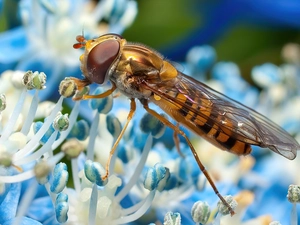 Flower, diptera