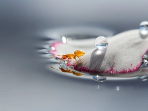 petal, ant, drops, flower