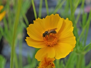 Flower, wasp, Yellow