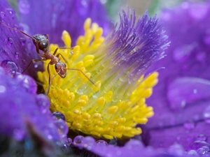 ant, Close, Colourfull Flowers