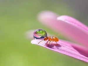 Miki, Asai, Colourfull Flowers, drop, ant