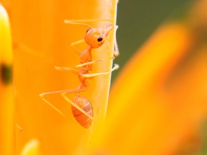 ant, Yellow, Colourfull Flowers