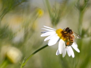 Colourfull Flowers, bee, Close, chamomile