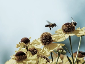 bee, Beatyfull, Colourfull Flowers