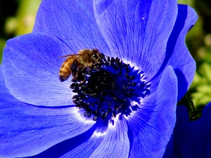bee, blue, Colourfull Flowers