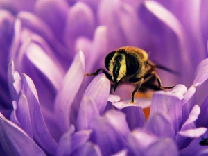 bee, Violet, Colourfull Flowers