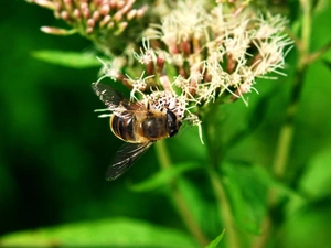 bee, White, Colourfull Flowers