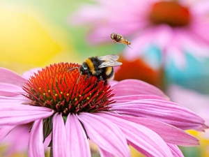 Colourfull Flowers, bee, Close, echinacea