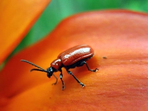 beetle, Orange, Colourfull Flowers