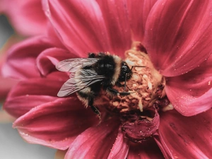 bittern, Pink, Colourfull Flowers