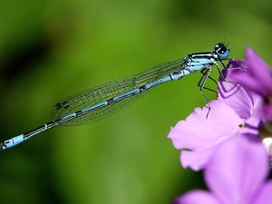 Colourfull Flowers, Blue, dragon-fly