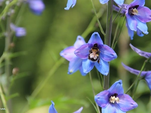 Blue, dumbledor, Insect, Flowers
