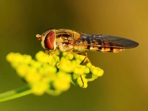 bow tie, Colourfull Flowers