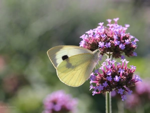 Cabbage, Insect, Flowers, butterfly