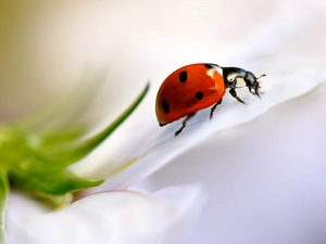Close, ladybird, Colourfull Flowers