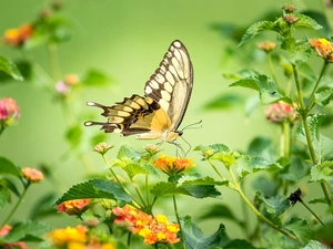 butterfly, color, Flowers, Oct Queen