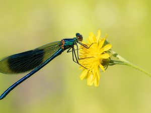 dragon-fly, Colourfull Flowers, Yellow, Banded Demoiselle