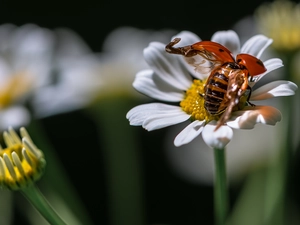 wings, ladybird, Colourfull Flowers, rapprochement, White, spread