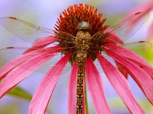 dragon-fly, Colourfull Flowers