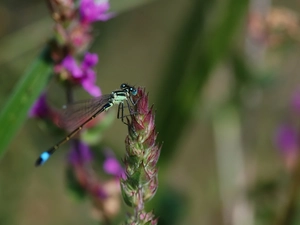 dragon-fly, Colourfull Flowers
