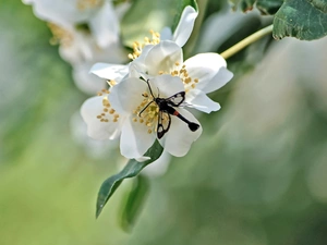 dragon-fly, White, Flowers