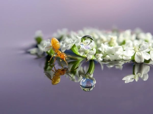 Flowers, ant, drops