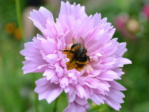 dumbledor, Pink, Colourfull Flowers