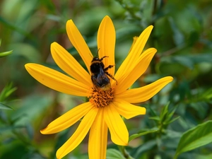 dumbledor, Yellow, Colourfull Flowers