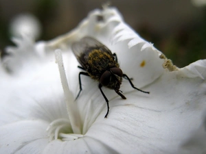 fly, White, Colourfull Flowers