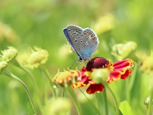 butterfly, Helenium Hybridum, Flowers, Dusky Icarus