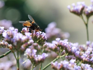 Flowers, fly, Insect