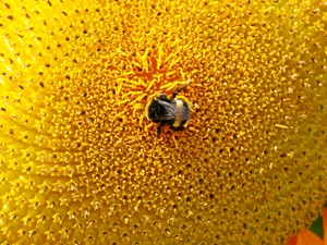 Colourfull Flowers, Insect, dumbledor, Sunflower