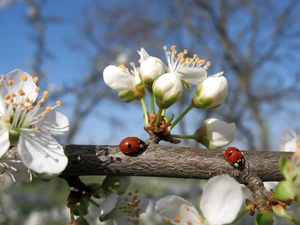 ladybugs, twig, Colourfull Flowers
