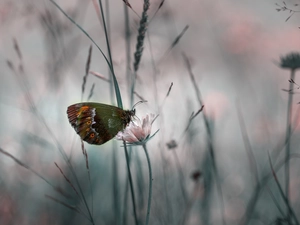 rapprochement, butterfly, Colourfull Flowers