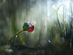 daisy, ladybird, rapprochement, blurry background, grass, Colourfull Flowers