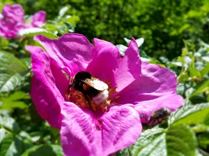 Colourfull Flowers, rose, dumbledor, wild