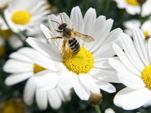 White, daisy, bee, Flowers