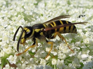 Flowers, wasp, White